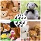 462Pcs Safety Eyes and Noses, Black Plastic Stuffed Crochet Eyes with Washers for Crafts